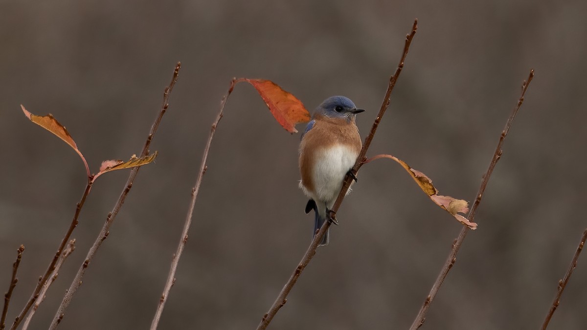 Eastern Bluebird - ML645389515