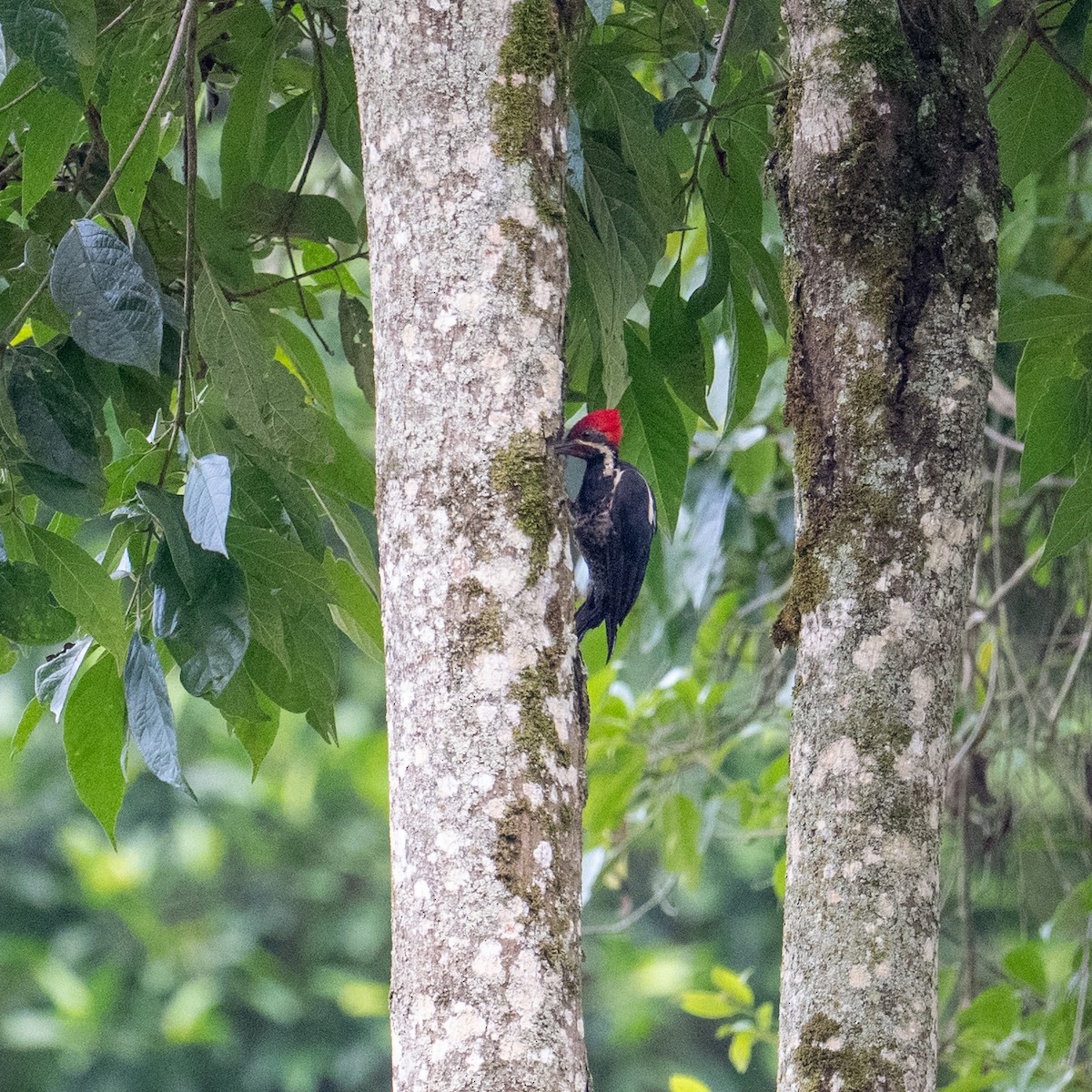Lineated Woodpecker - ML645389522