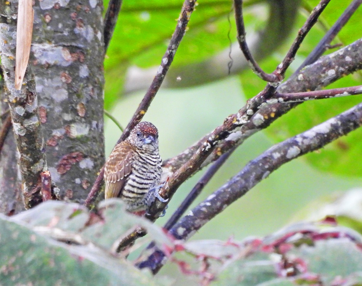 datlíček pruhovaný - ML645389533