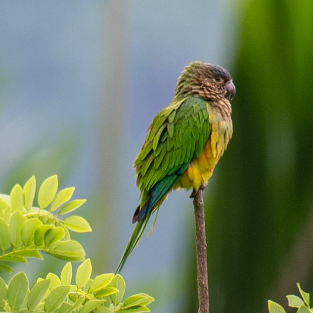 Brown-throated Parakeet - ML645389536