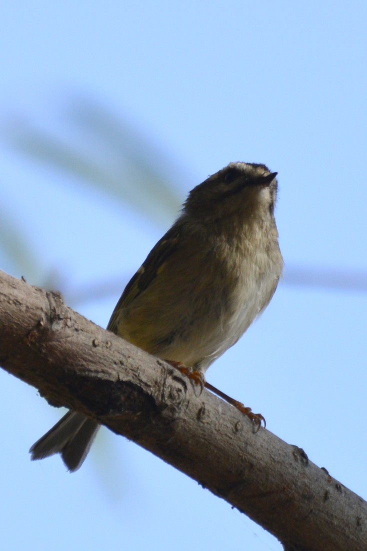 Golden-crowned Kinglet - ML645389542