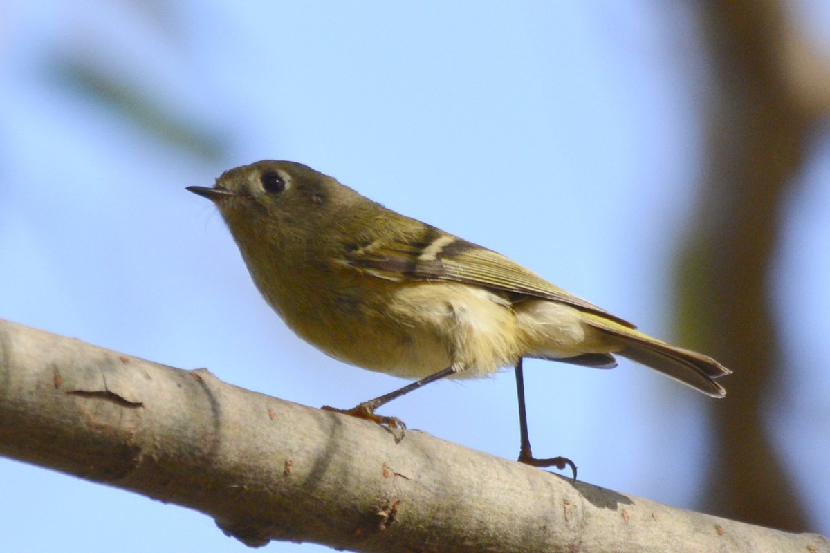 מלכילון אמריקני - ML645389556