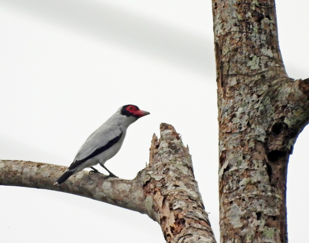 Masked Tityra - ML645389573