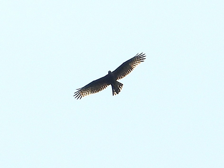 Oriental Honey-buzzard - ML645389603