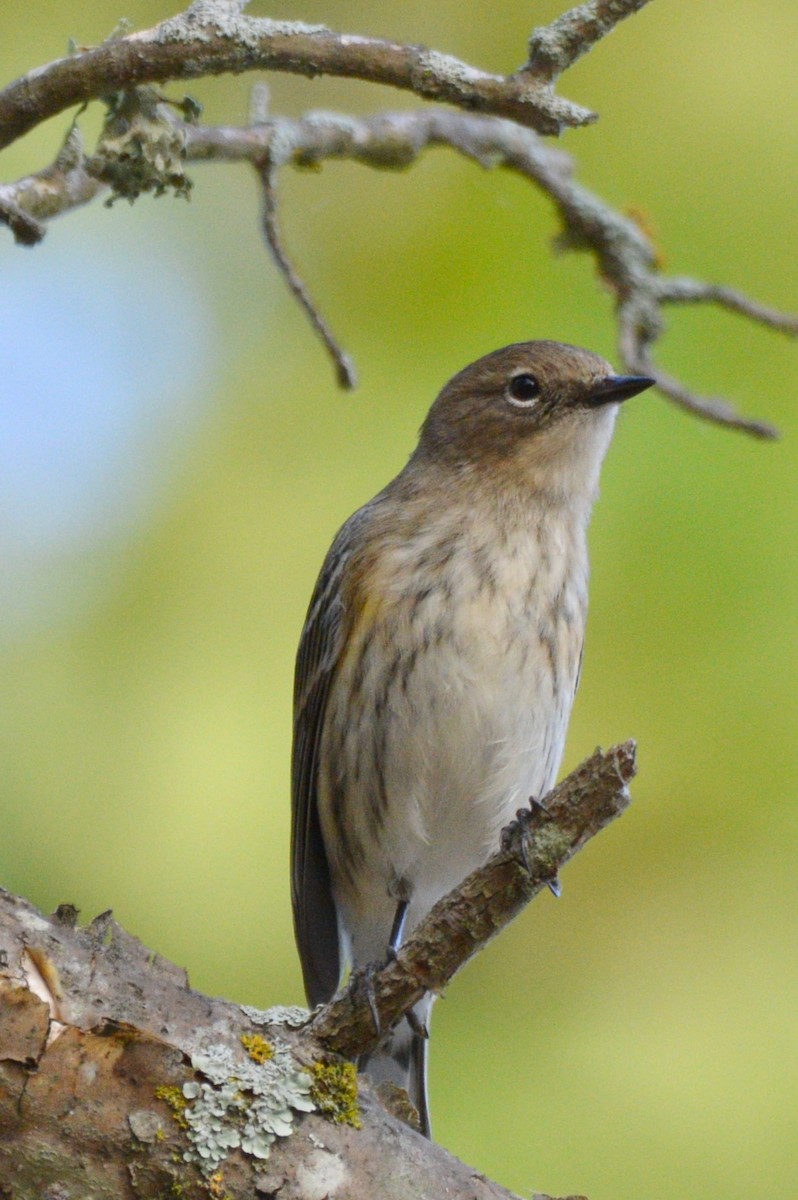 סבכון הכתר - ML645389608