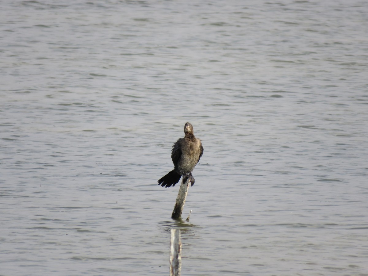 Pygmy Cormorant - ML645389621