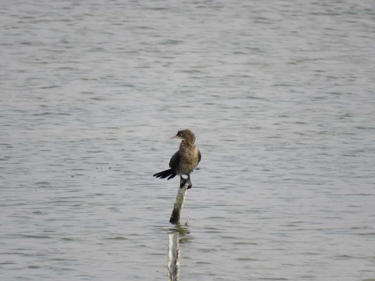 Pygmy Cormorant - ML645389622