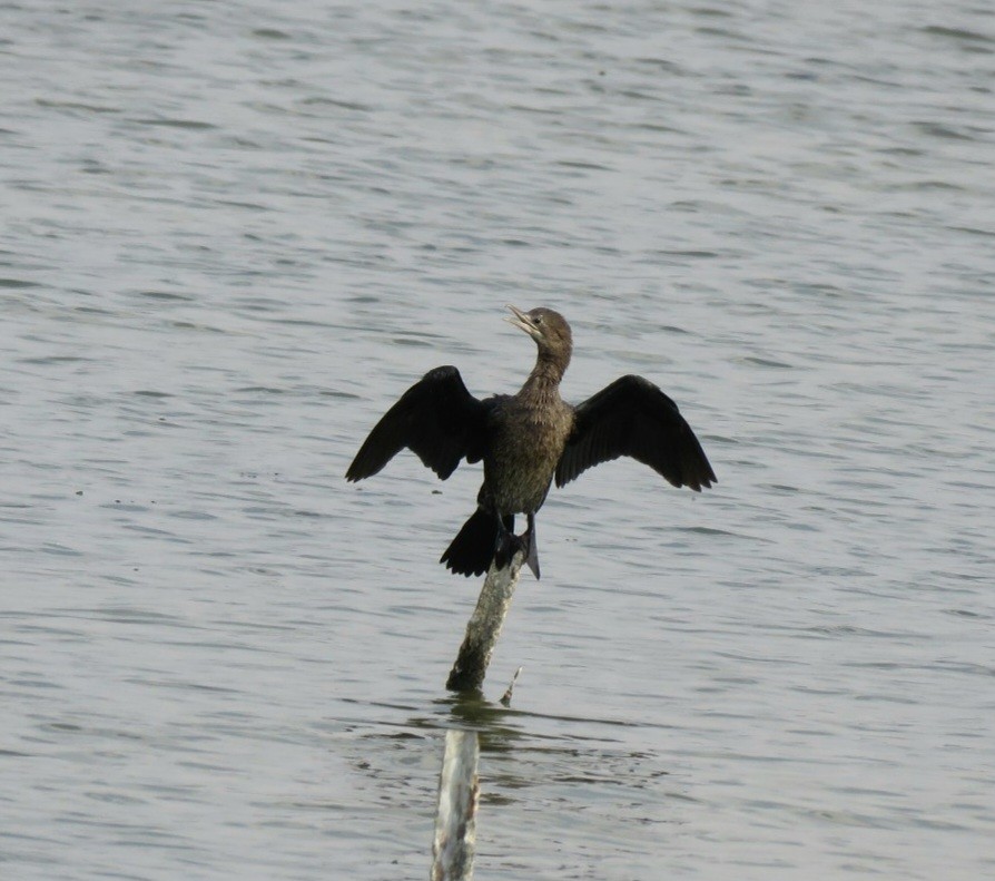 Pygmy Cormorant - ML645389623