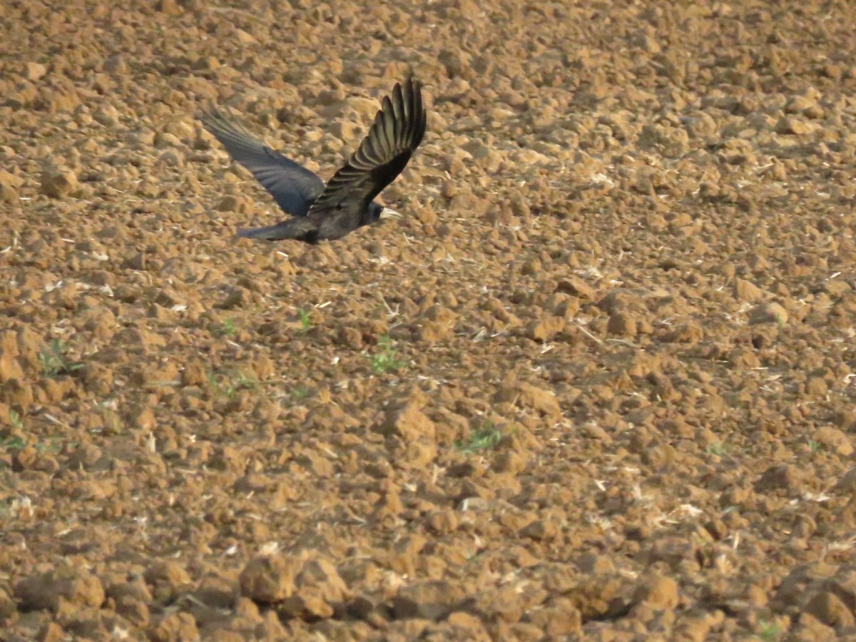 Ekin Kargası - ML645389637