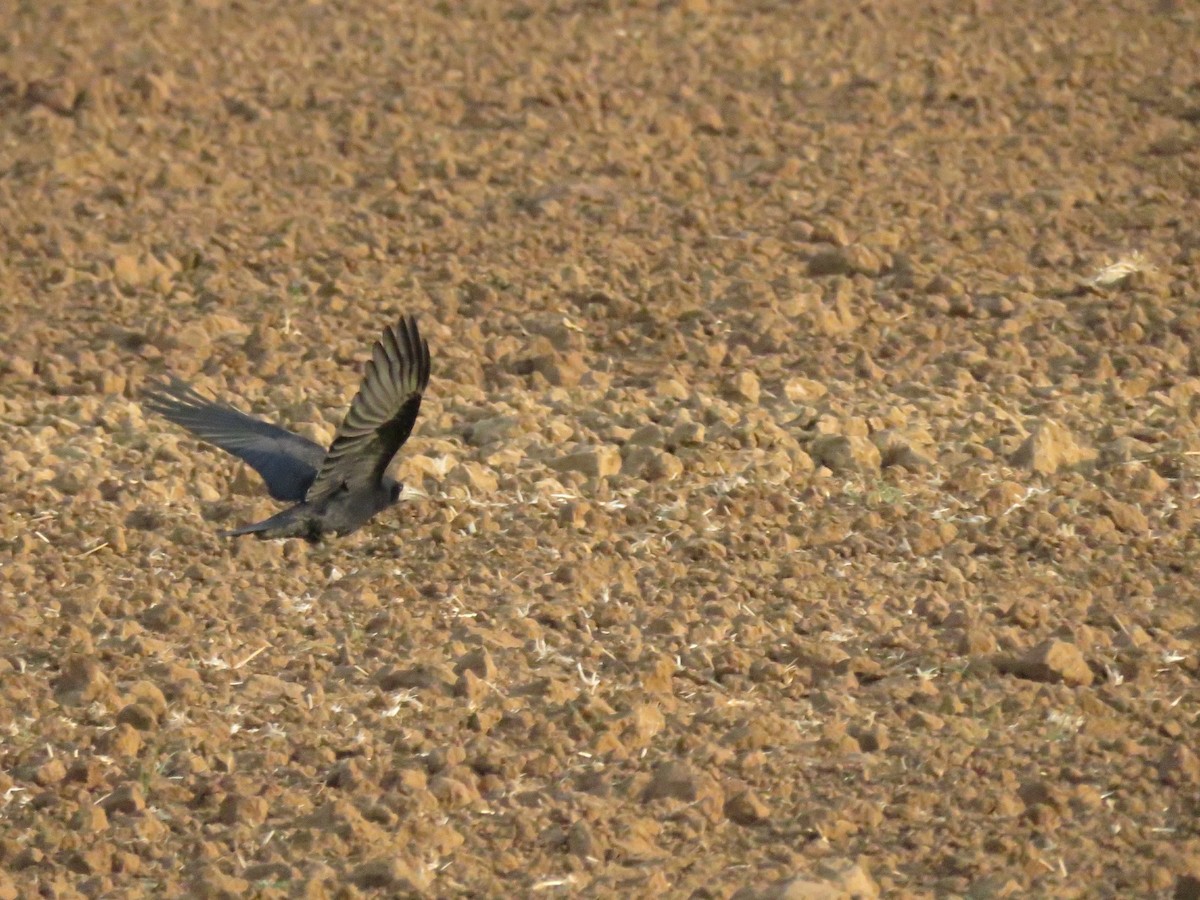 Ekin Kargası - ML645389638