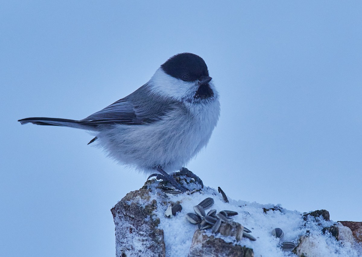 Пухляк - ML645389646