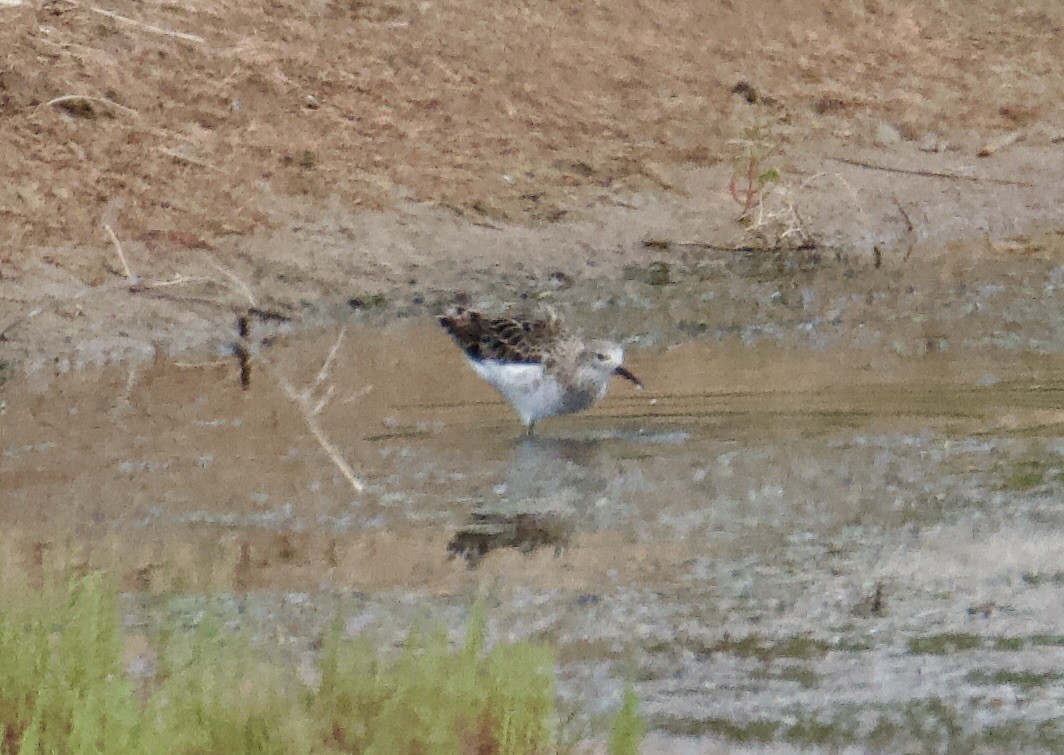 Combattente - ML645389648