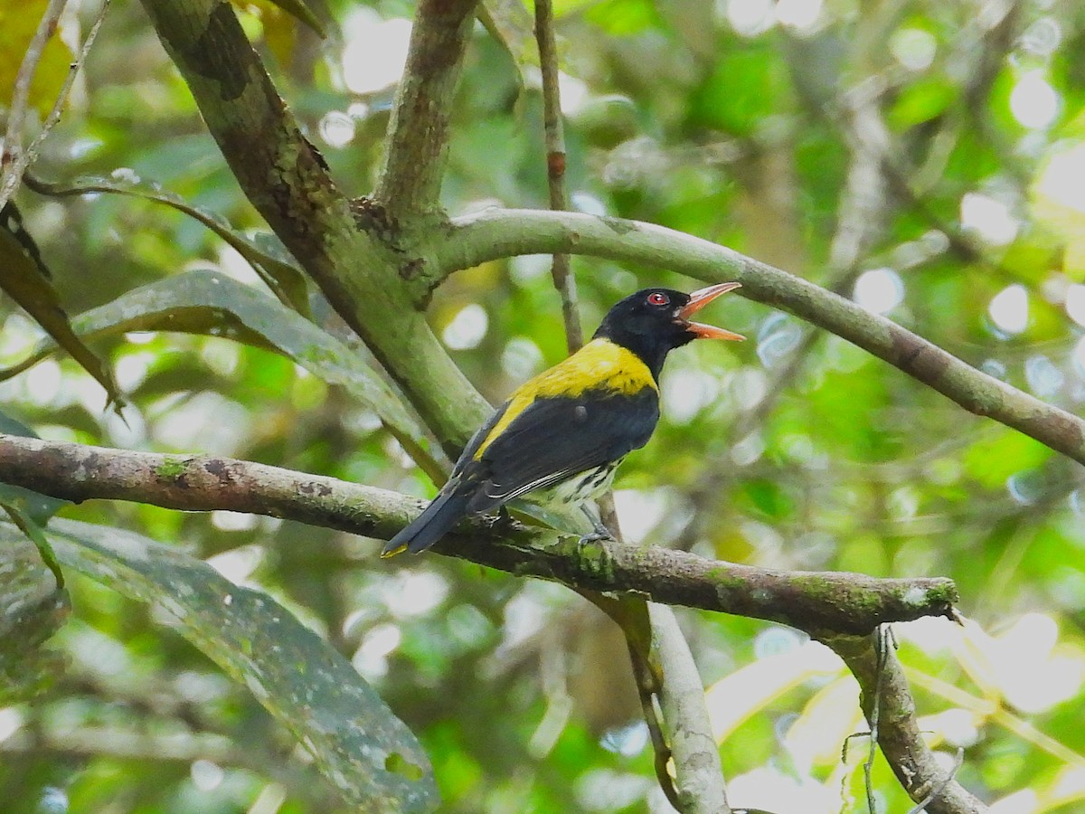 Dark-throated Oriole - ML645389649