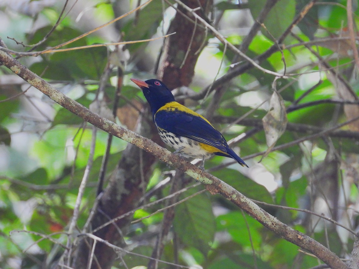 Dark-throated Oriole - ML645389650