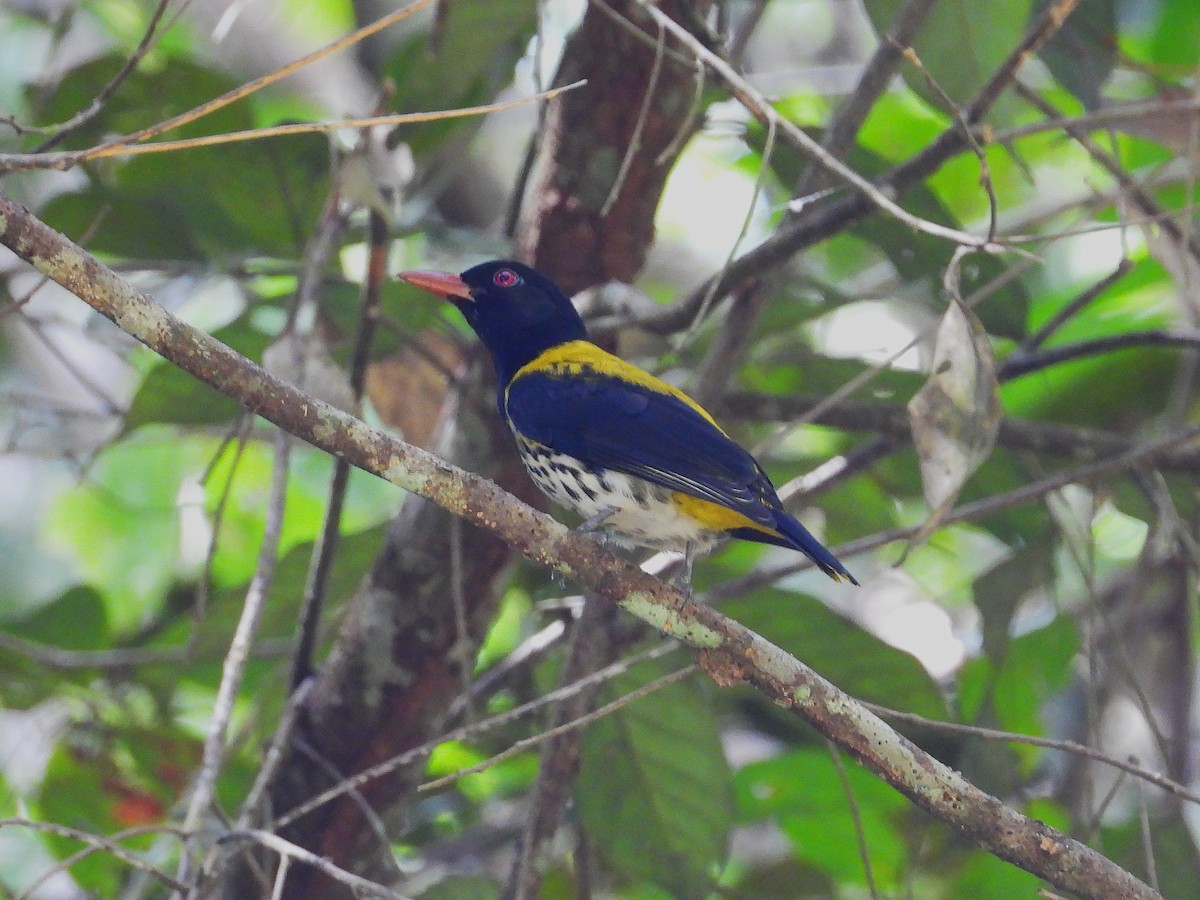 Dark-throated Oriole - ML645389651