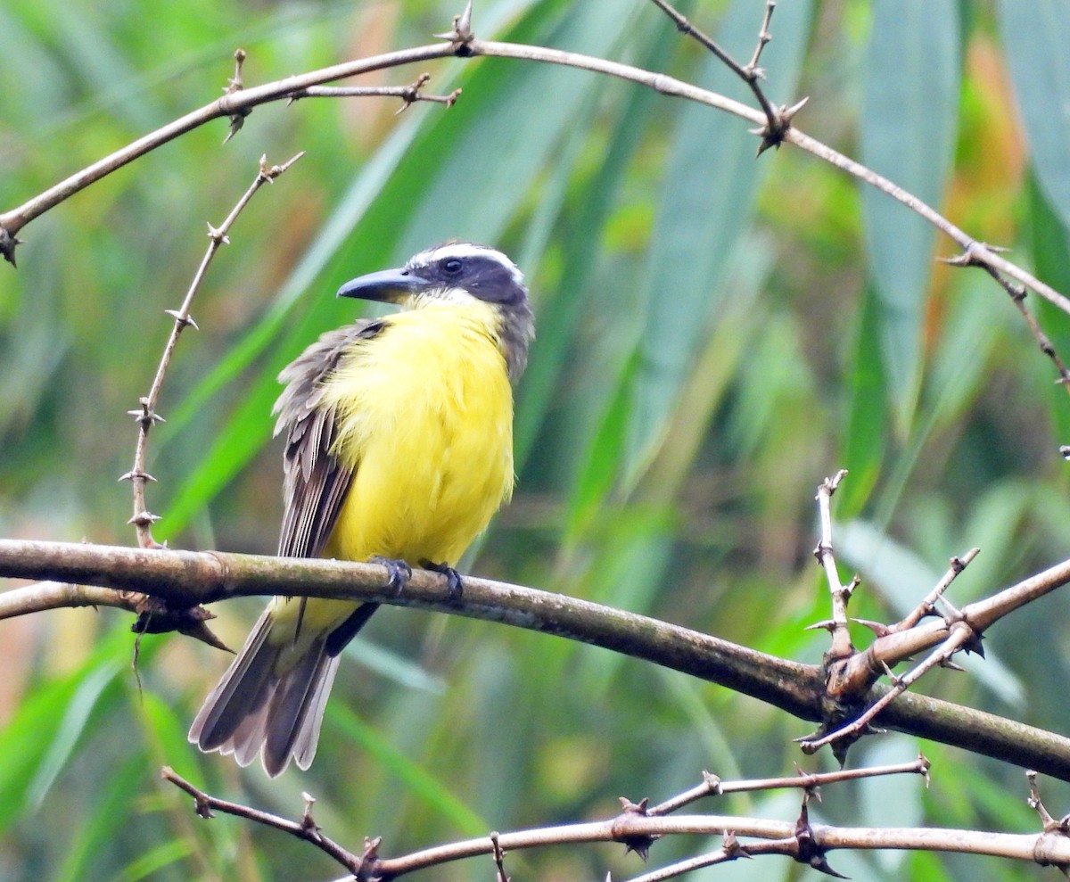 Boat-billed Flycatcher - ML645389653