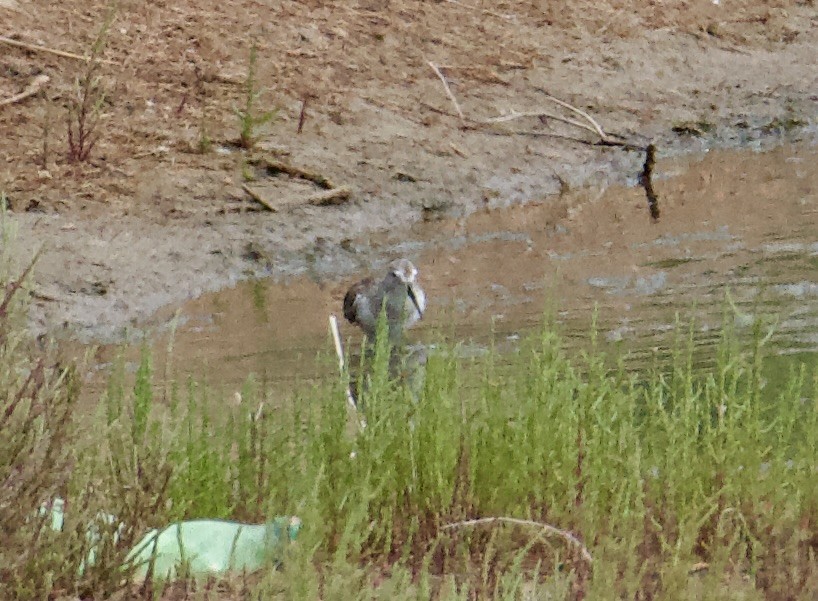 Gambecchio comune - ML645389654