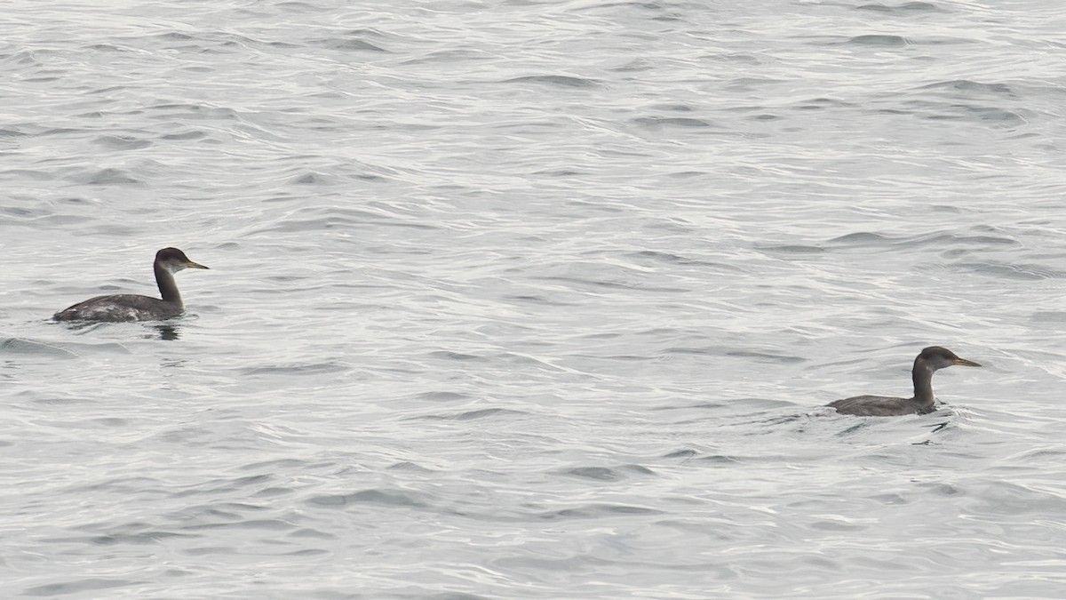 Red-necked Grebe - ML645389656