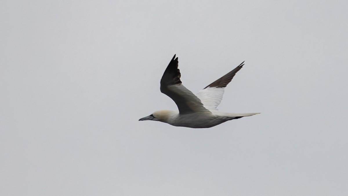 Northern Gannet - ML645389659