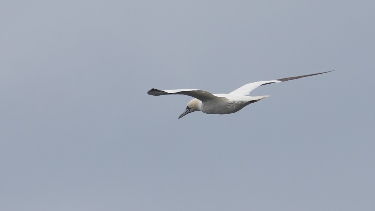 Northern Gannet - ML645389660