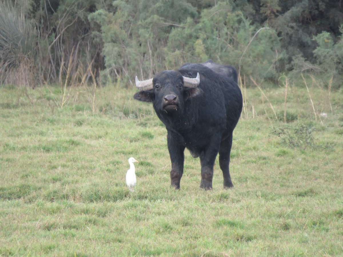 Kuhreiher - ML645389661