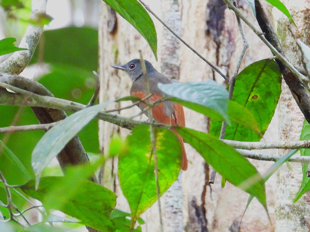 Rufous-winged Philentoma - ML645389669