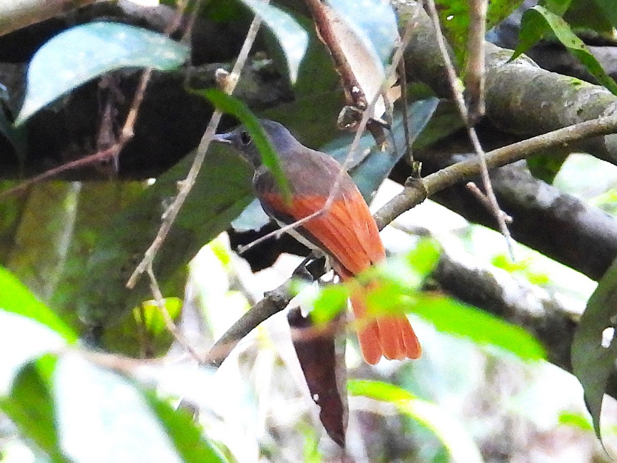Rufous-winged Philentoma - ML645389670