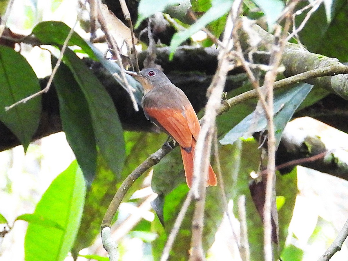 Rufous-winged Philentoma - ML645389671