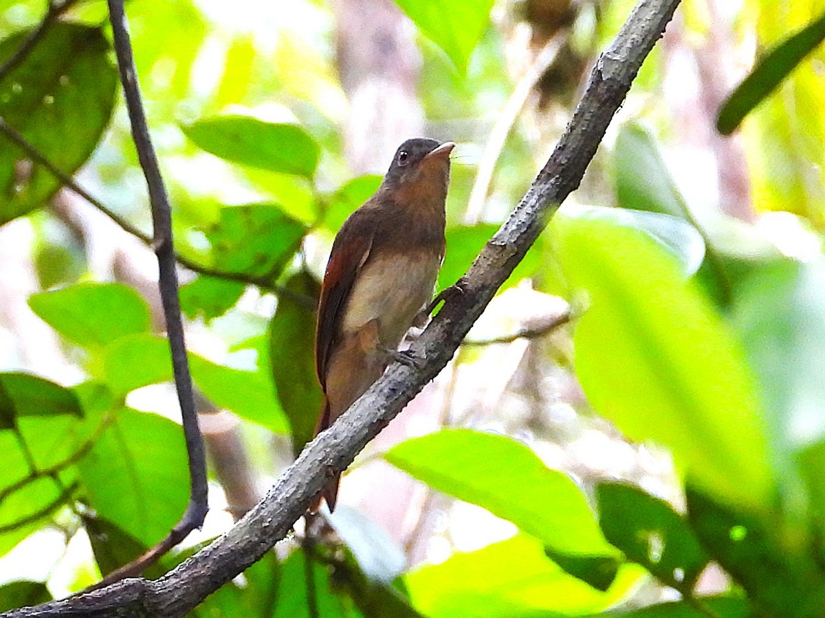 Rufous-winged Philentoma - ML645389672