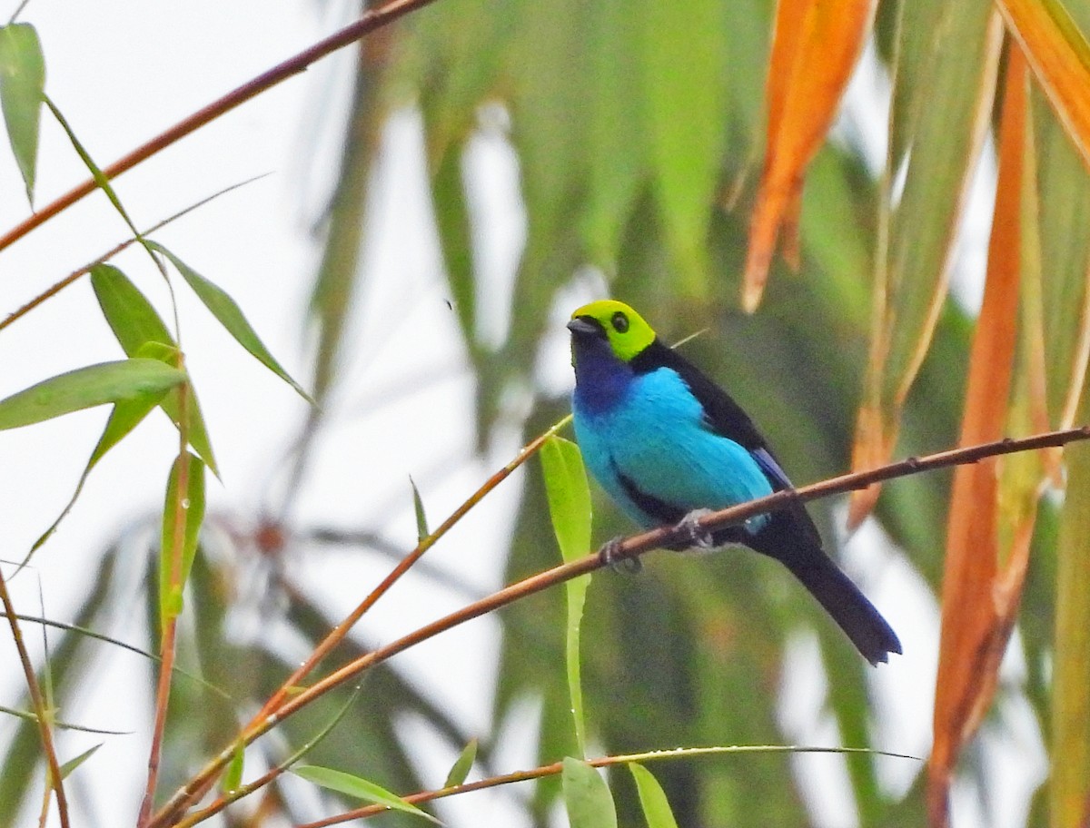 Paradise Tanager - ML645389675