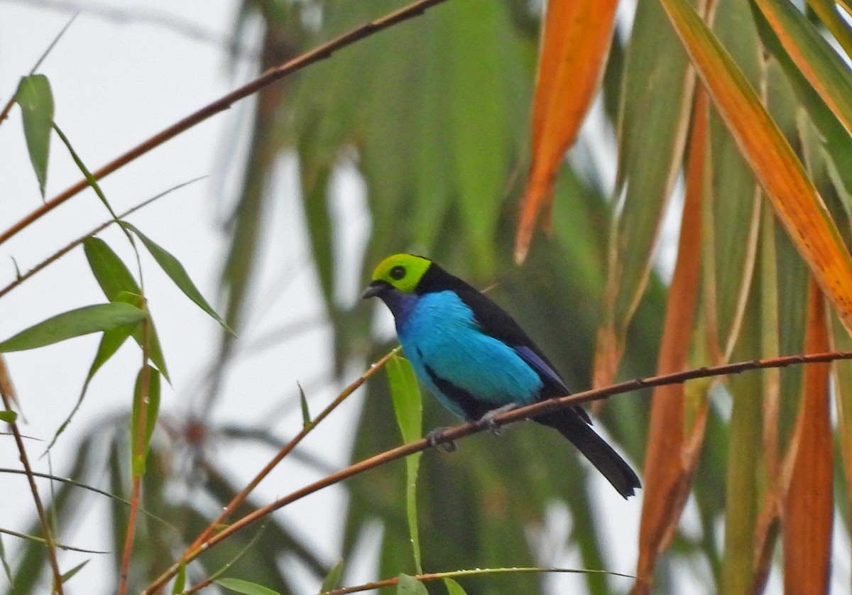 Paradise Tanager - ML645389676