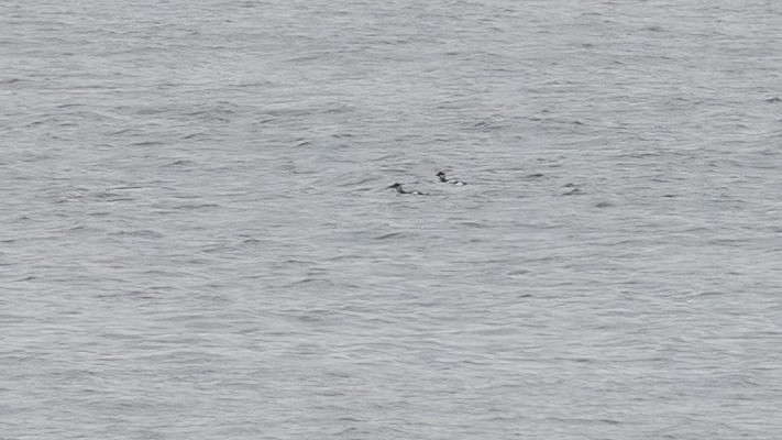 Black Guillemot - ML645389702
