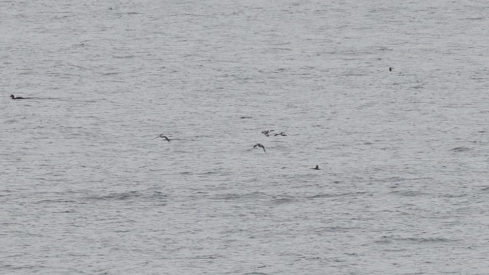 Black Guillemot - ML645389703