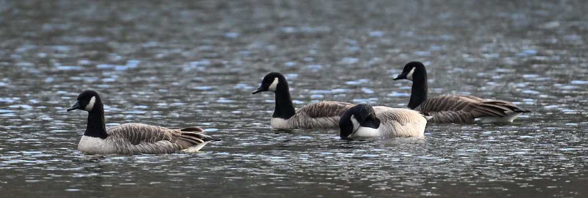 Cackling/Canada Goose - ML645389705