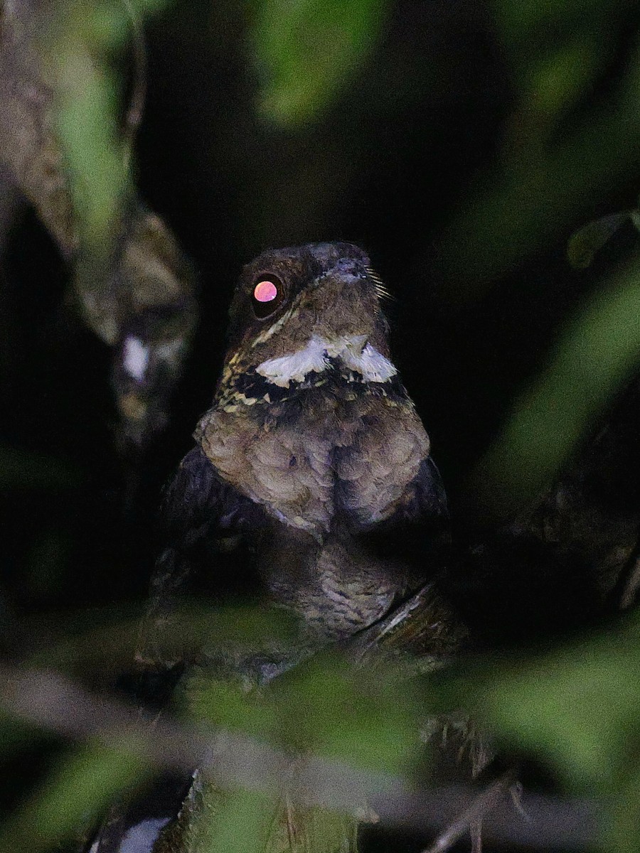 Maharadschanachtschwalbe - ML645389706