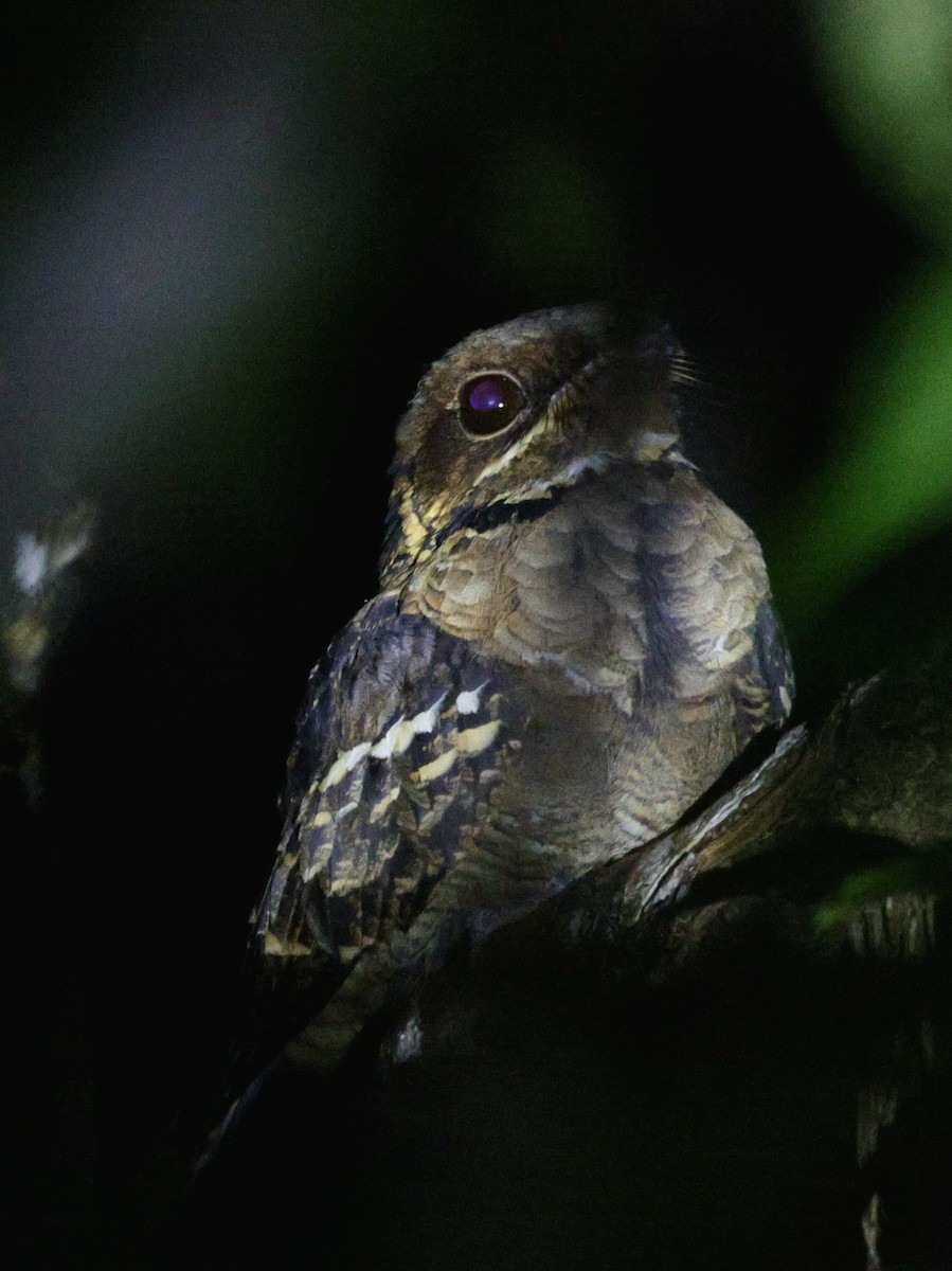 Maharadschanachtschwalbe - ML645389707