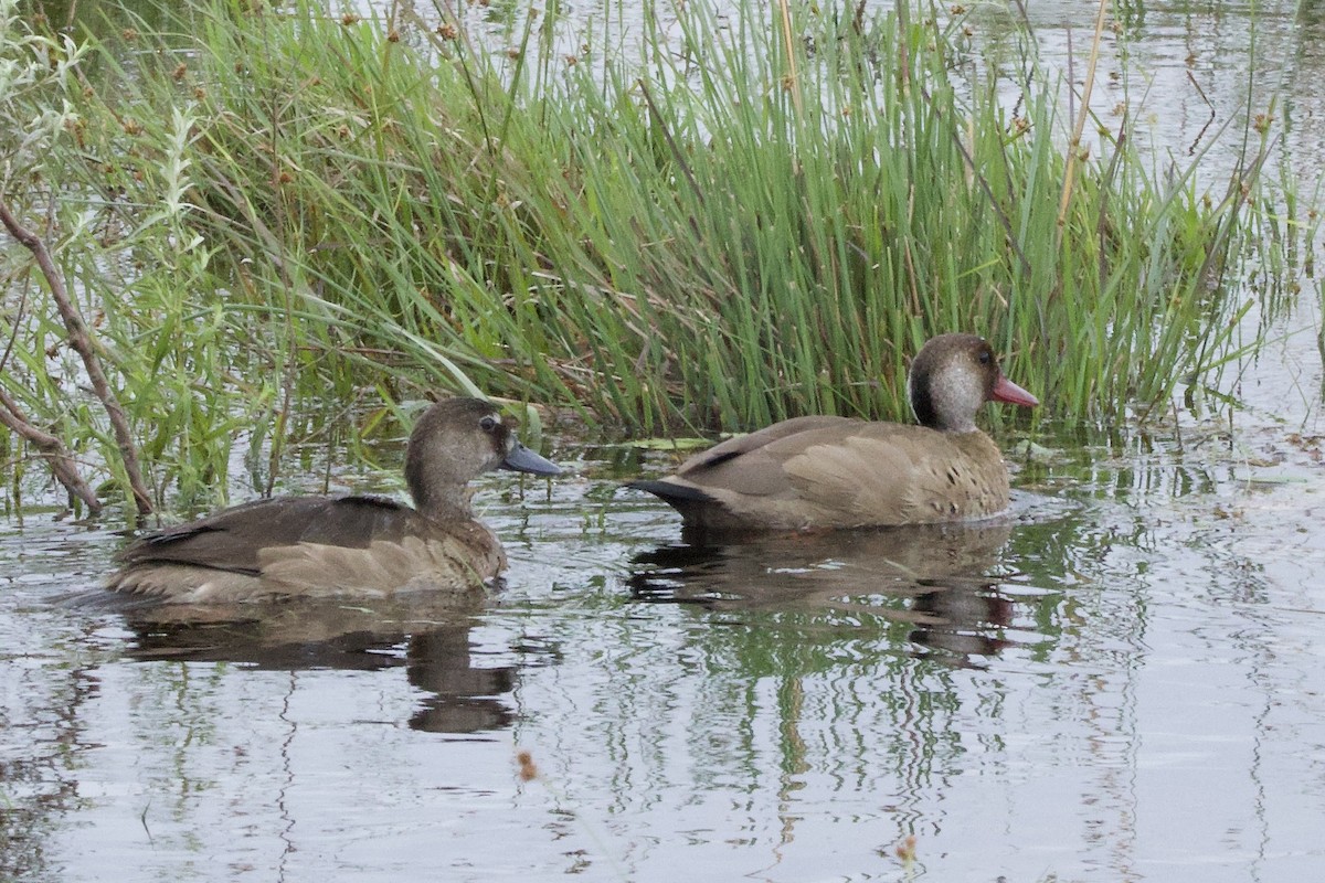 Brazilian Teal - ML645389731