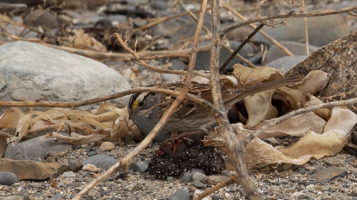 White-throated Sparrow - ML645389737