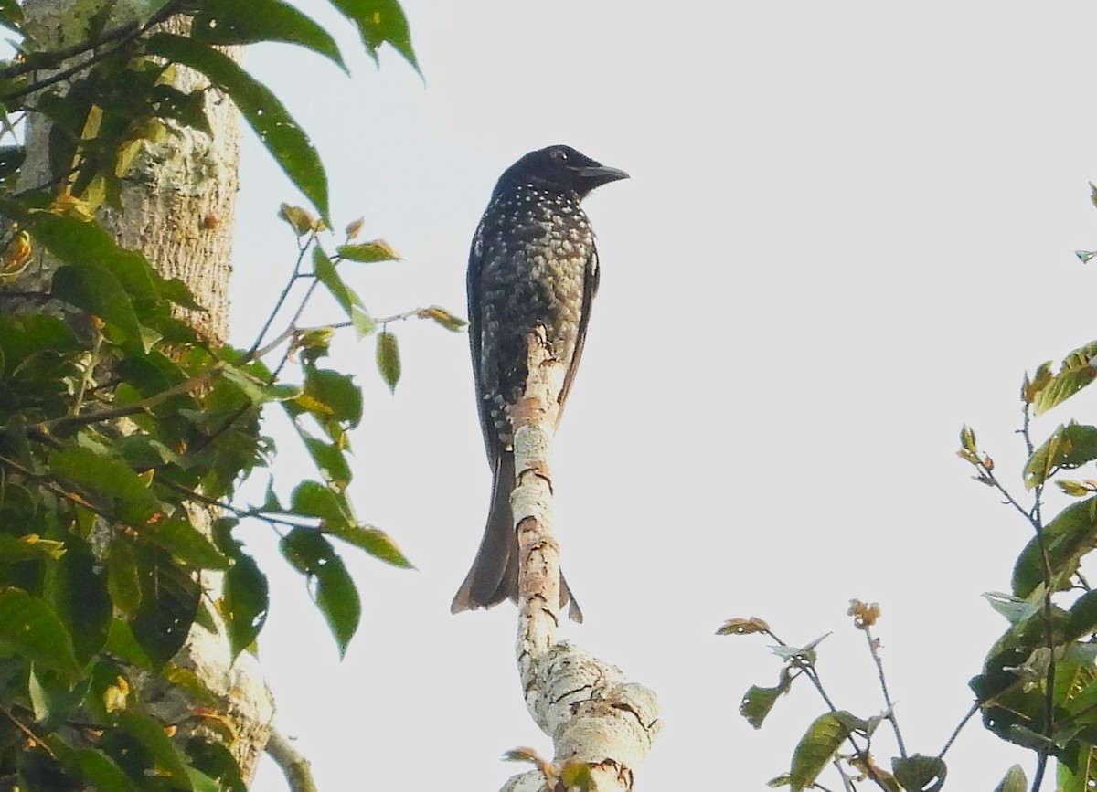 Crow-billed Drongo - ML645389738