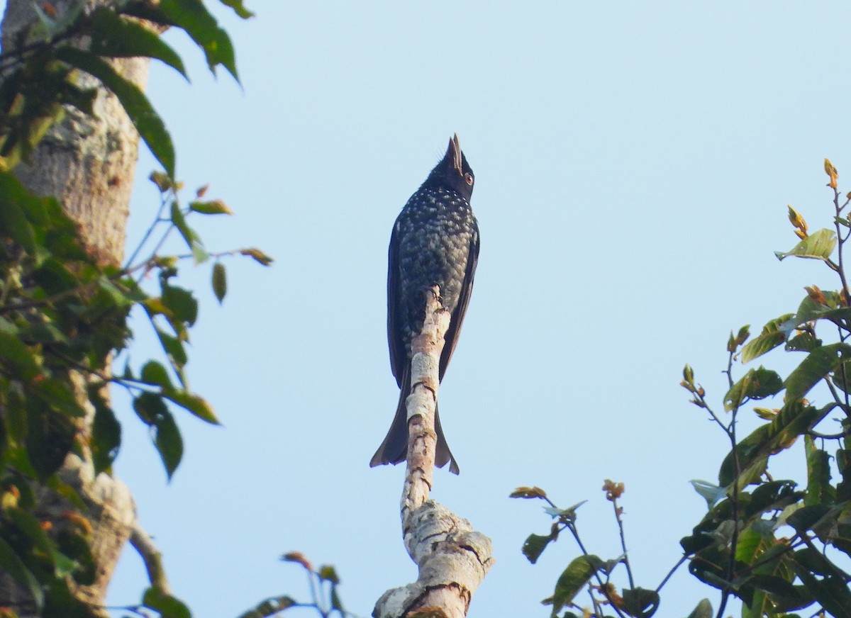 Crow-billed Drongo - ML645389739