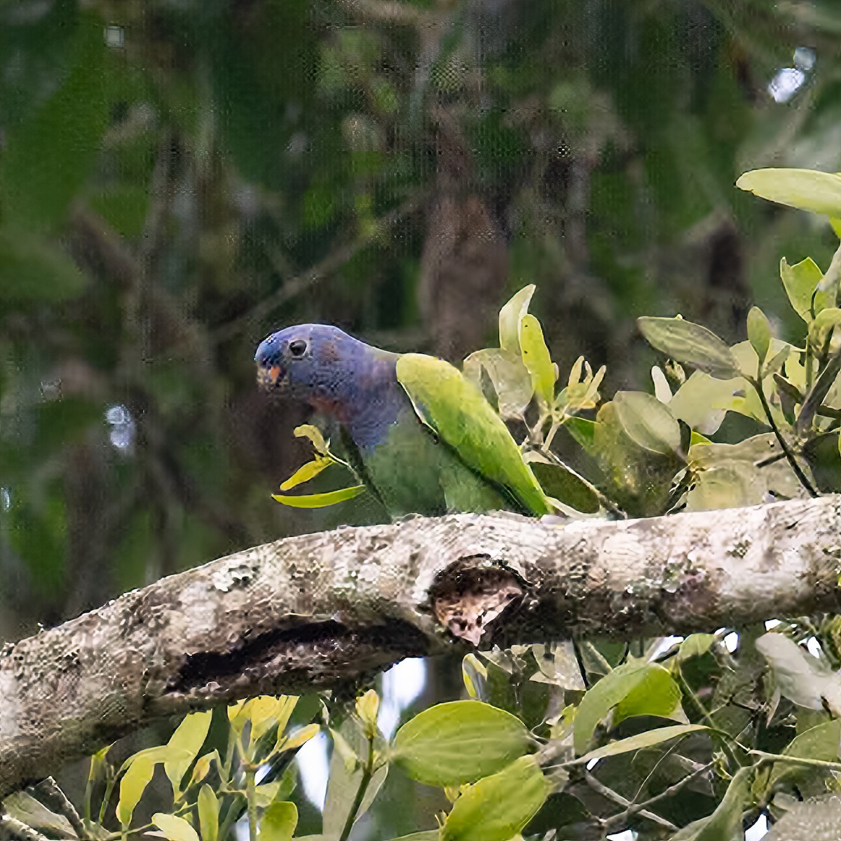 Blue-headed Parrot - ML645389755