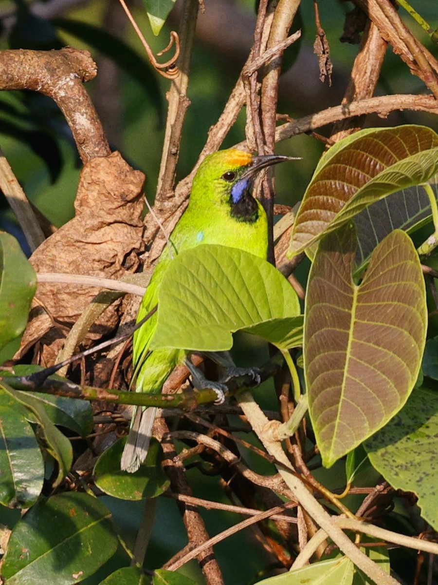 Золотолобая листовка - ML645389756