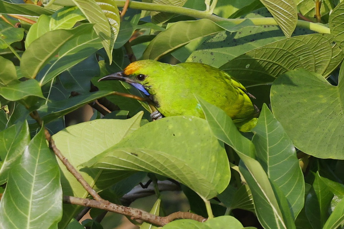 Золотолобая листовка - ML645389757