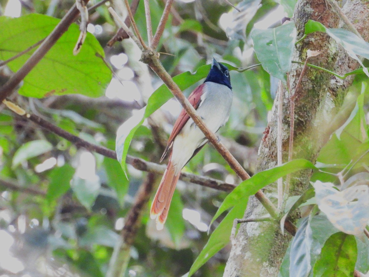 Amur Paradise-Flycatcher - ML645389760