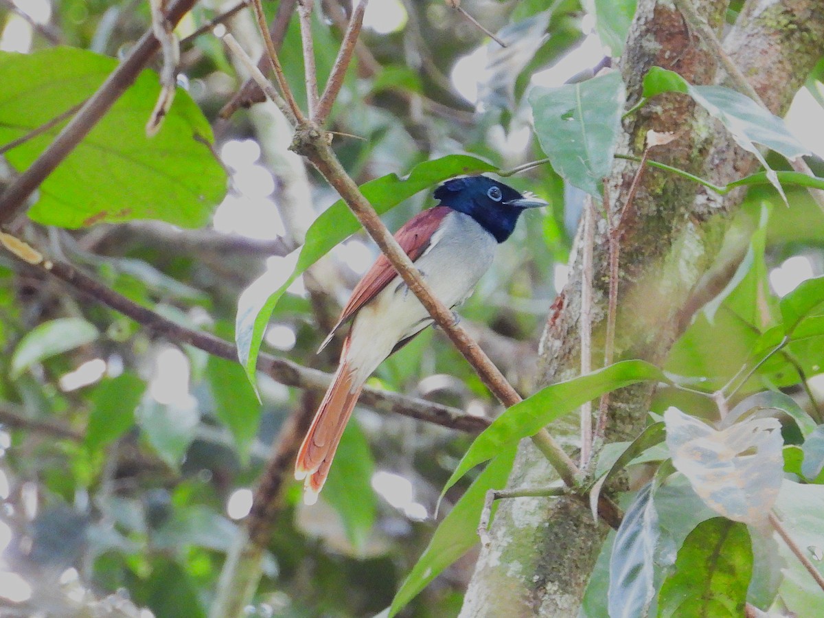 Amur Paradise-Flycatcher - ML645389761