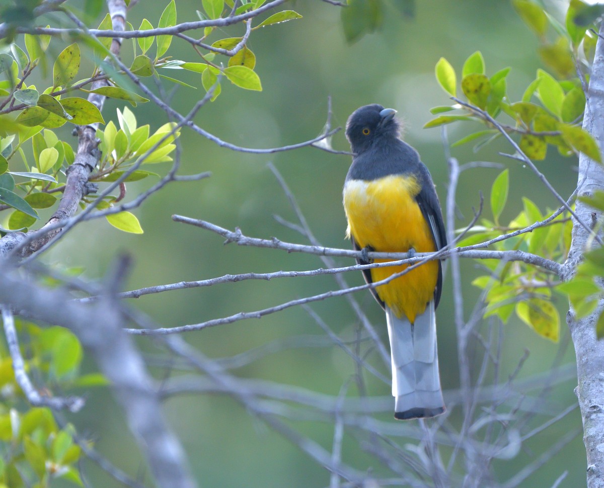 Citreoline Trogon - ML645389762