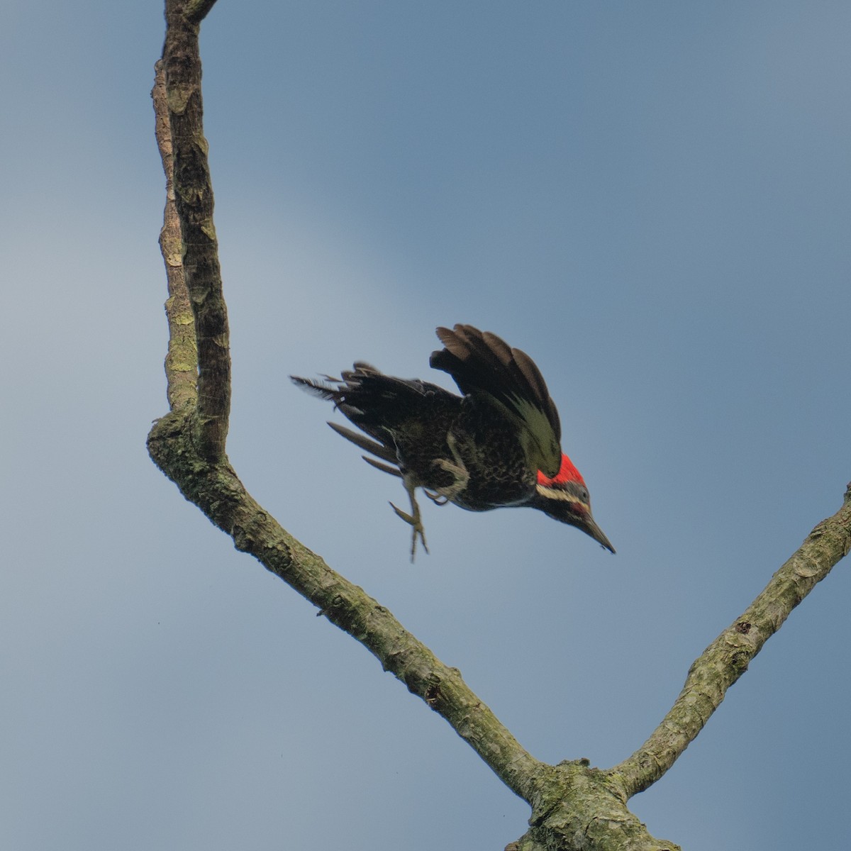 Lineated Woodpecker - ML645389772