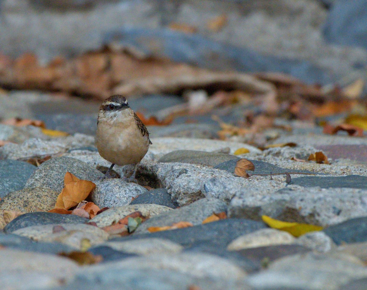 Russet-naped Wren - ML645389774