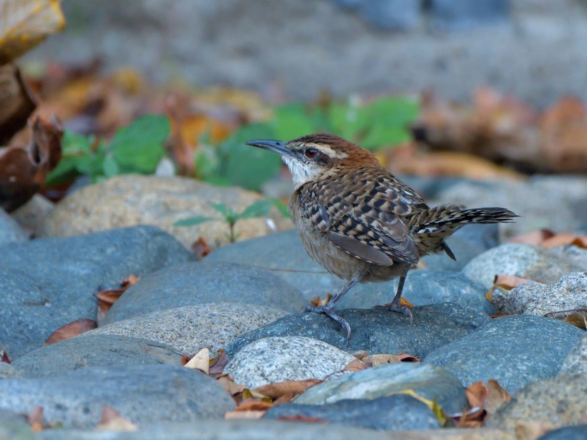 Russet-naped Wren - ML645389775