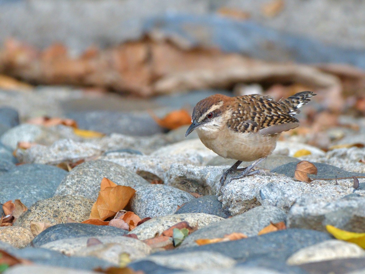 Russet-naped Wren - ML645389776